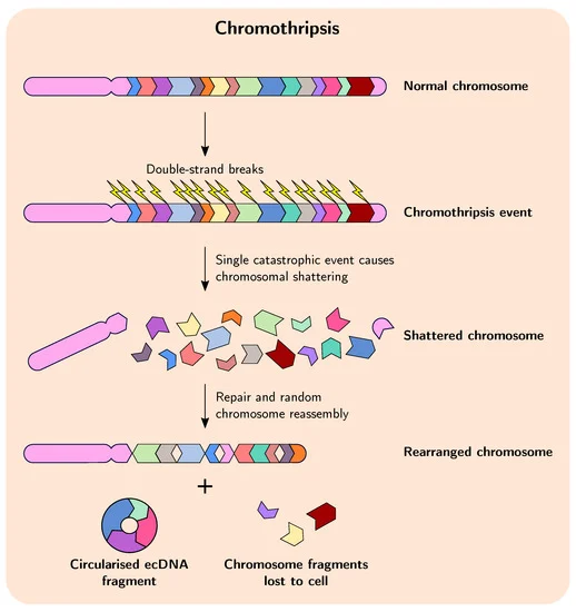 An illustration depicting chromothripsis and its outcome, including ecDNA formation